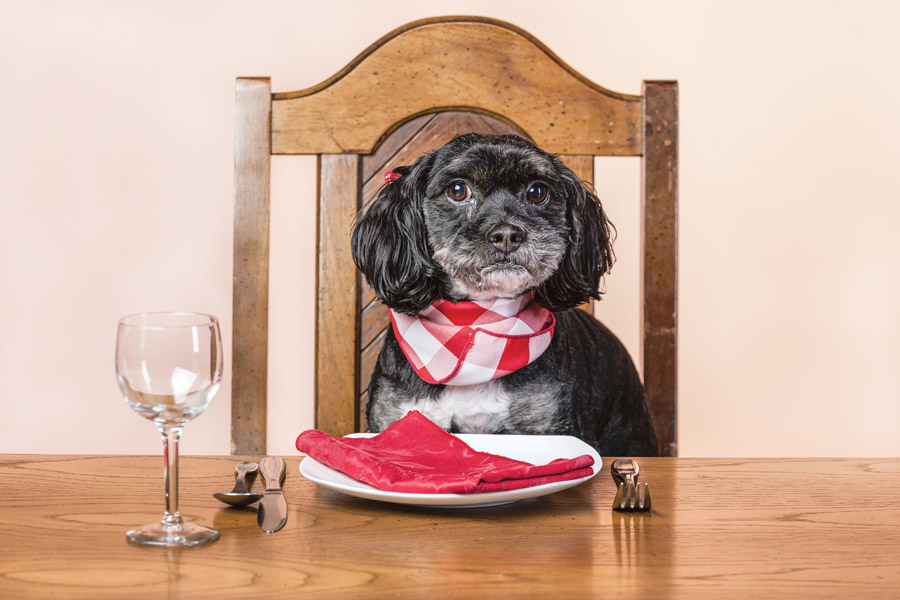 dog at table with napkin