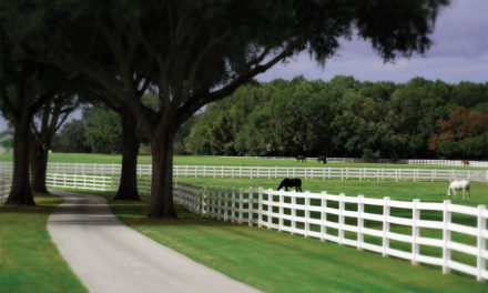Lose Yourself  in the Wonder  of BG Ocala  Ranch
