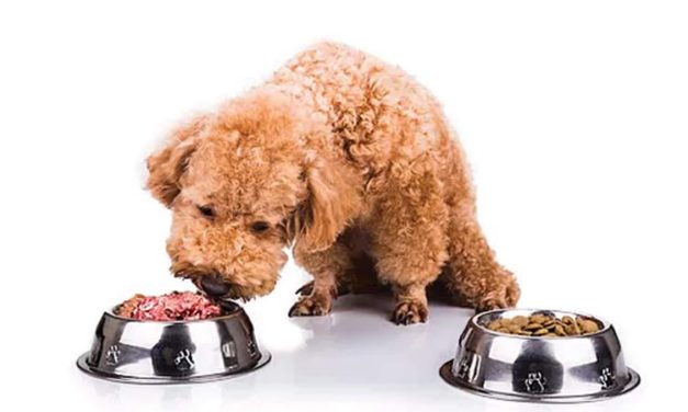 Natural VS Processed | The Raw Truth About Pet Diets