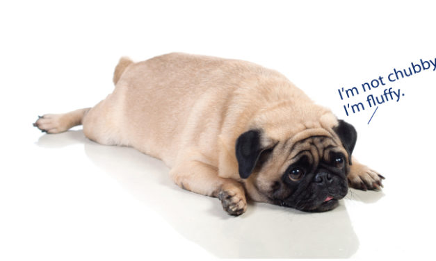 5 easy steps to help your dog drop the extra weight