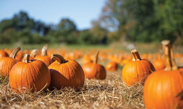 Fall Festival & Pumpkin Patch At Southernhill Farms!
